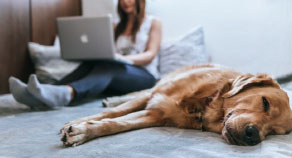 Condo Parrot News Article